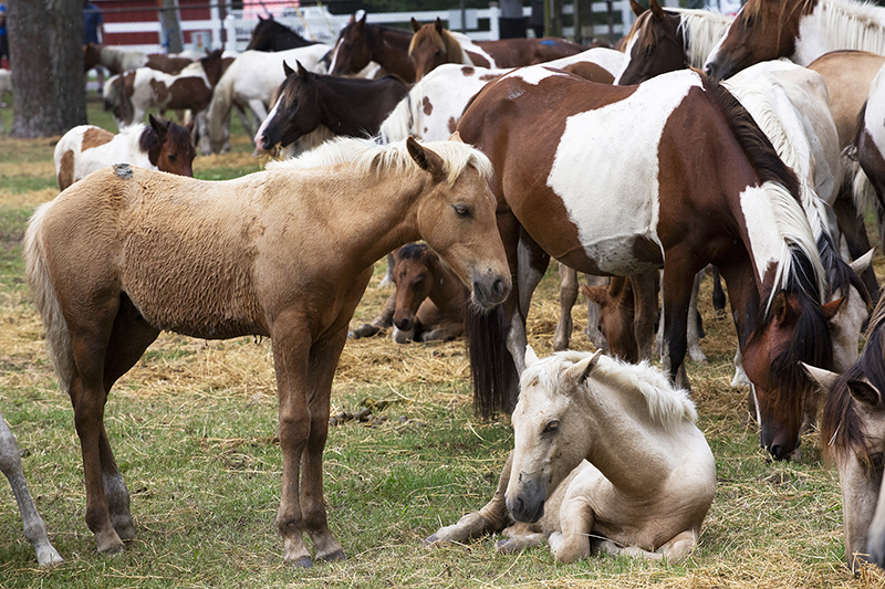 Chincoteague Wild Ponies : Richard Moore : Photographer : Photojournalist